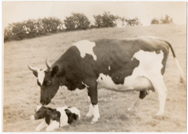 Cow and calf, Windlaw - taken by Mrs Clark