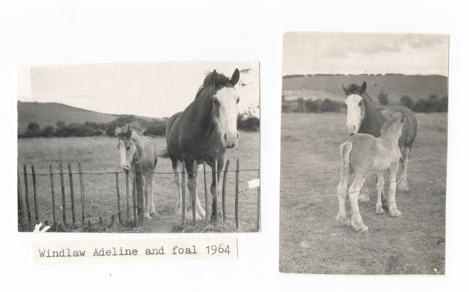 Windlaw Adeline and foal 1964